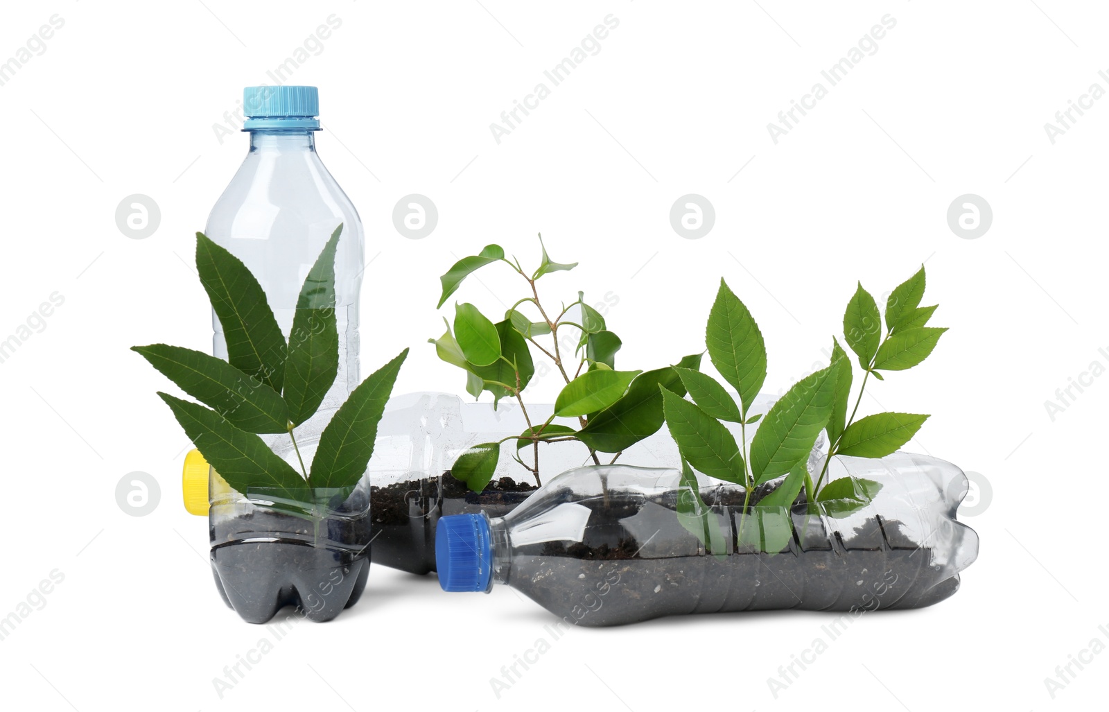 Photo of Recycling concept. Plastic bottles with plants isolated on white