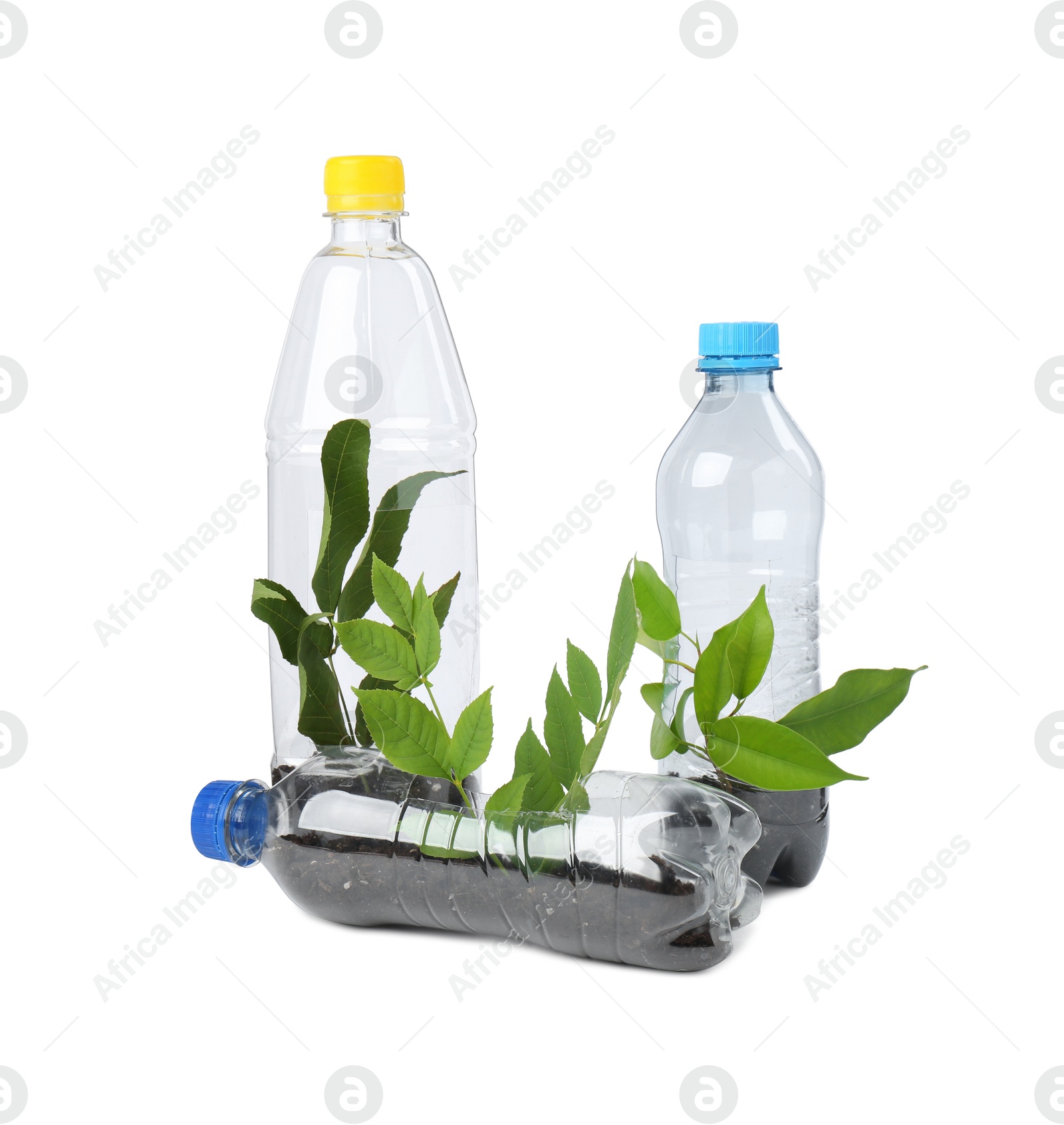 Photo of Recycling concept. Plastic bottles with plants isolated on white