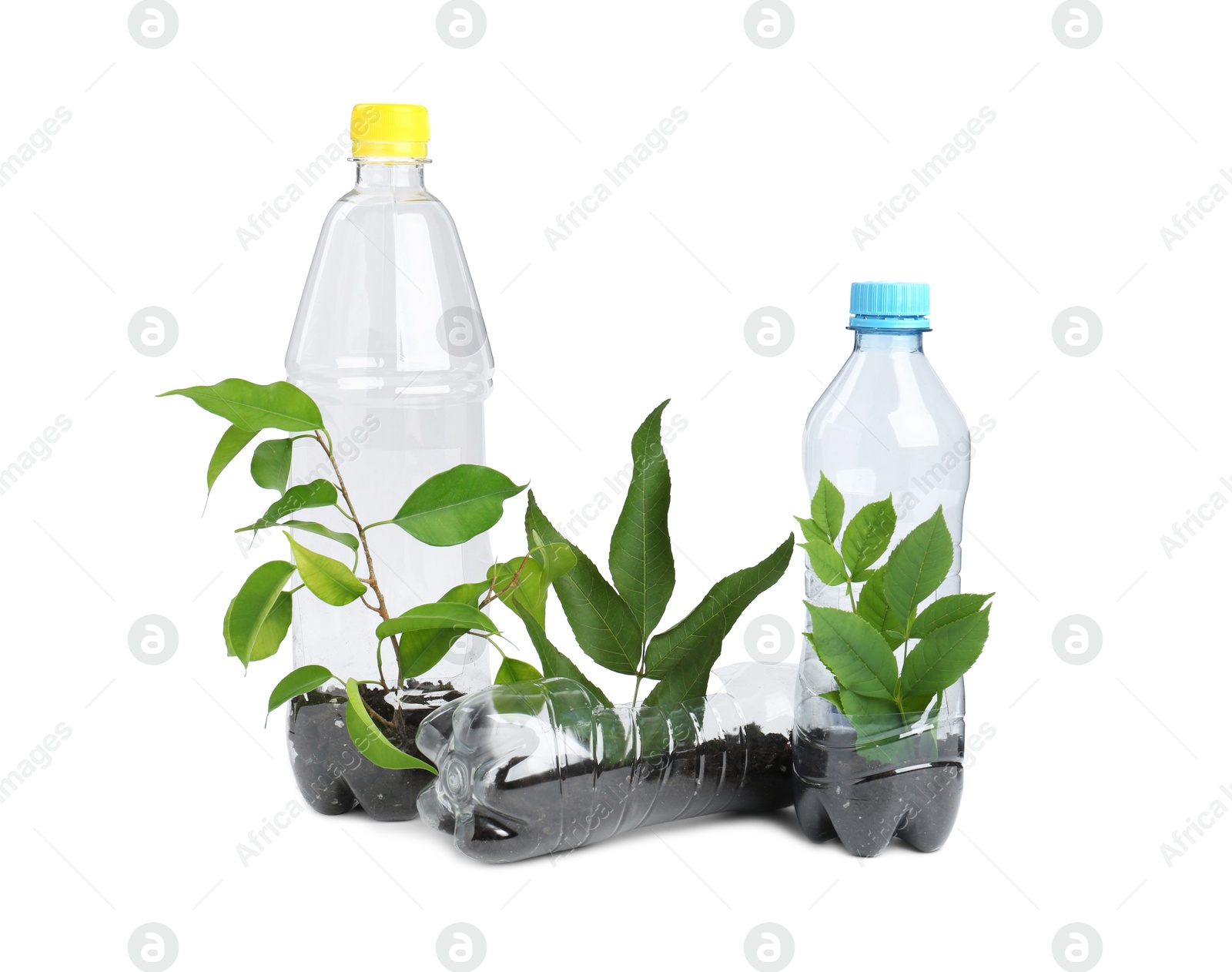 Photo of Recycling concept. Plastic bottles with plants isolated on white