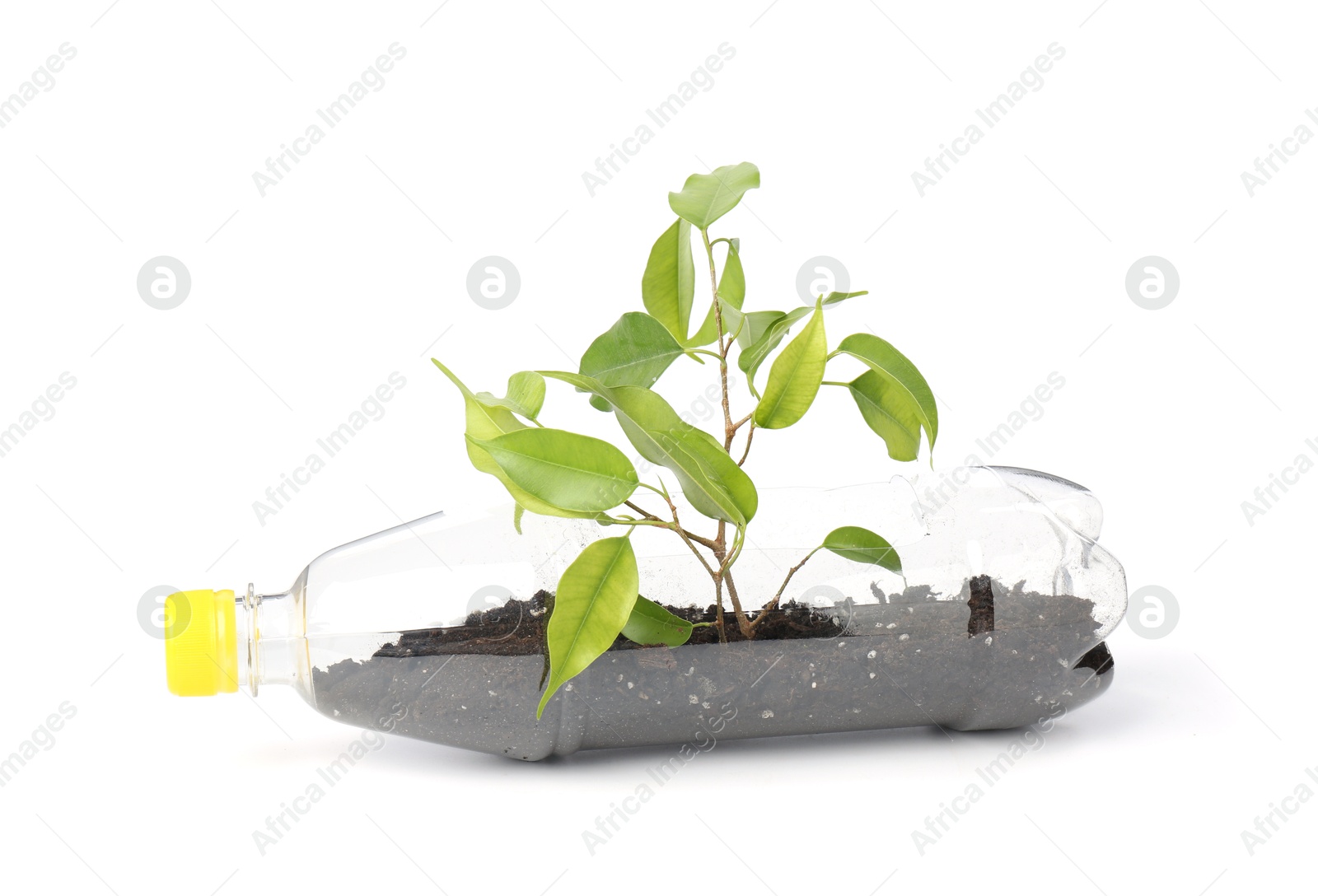 Photo of Recycling concept. Plastic bottle with plant isolated on white