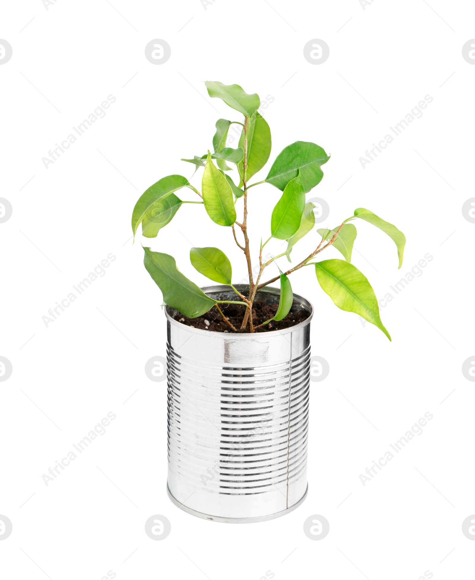 Photo of Recycling concept. Metal can with plant isolated on white