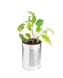 Photo of Recycling concept. Metal can with plant isolated on white