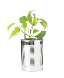 Photo of Recycling concept. Metal can with plant isolated on white