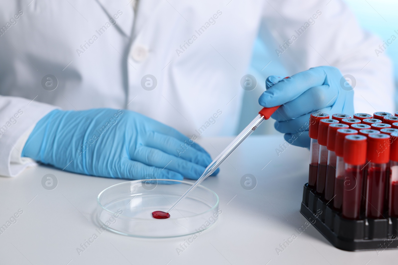 Photo of Laboratory testing. Doctor dripping blood sample into Petri dish at table indoors, closeup