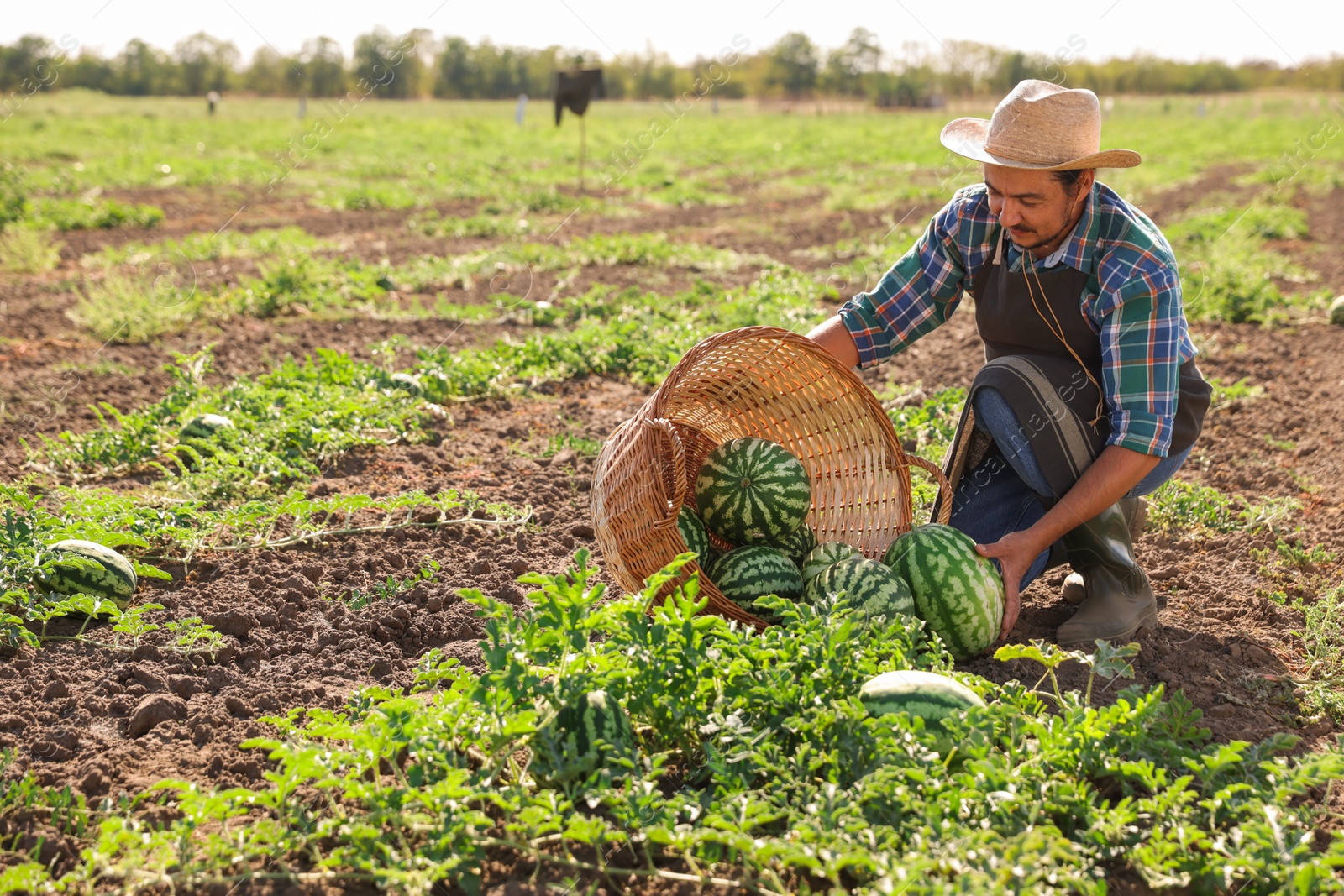 Photo of Man picking ripe watermelons in field on sunny day