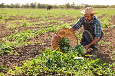 Man picking ripe watermelons in field on sunny day