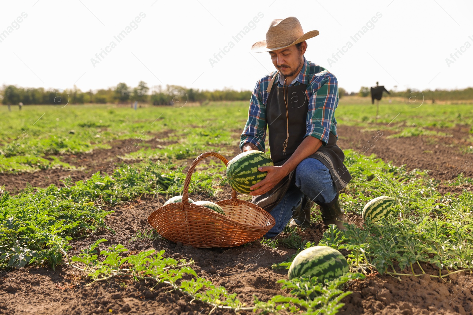 Photo of Man picking ripe watermelons in field on sunny day