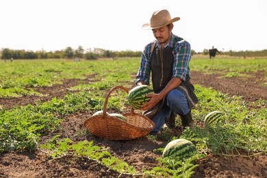 Photo of Man picking ripe watermelons in field on sunny day