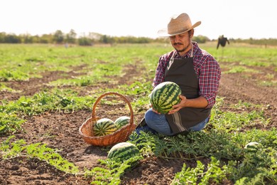 Man picking ripe watermelons in field on sunny day