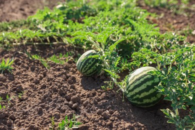 Ripe watermelons growing in field on sunny day