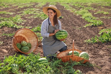 Woman picking ripe watermelons in field on sunny day