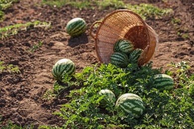 Photo of Overturned wicker basket with ripe watermelons in field on sunny day