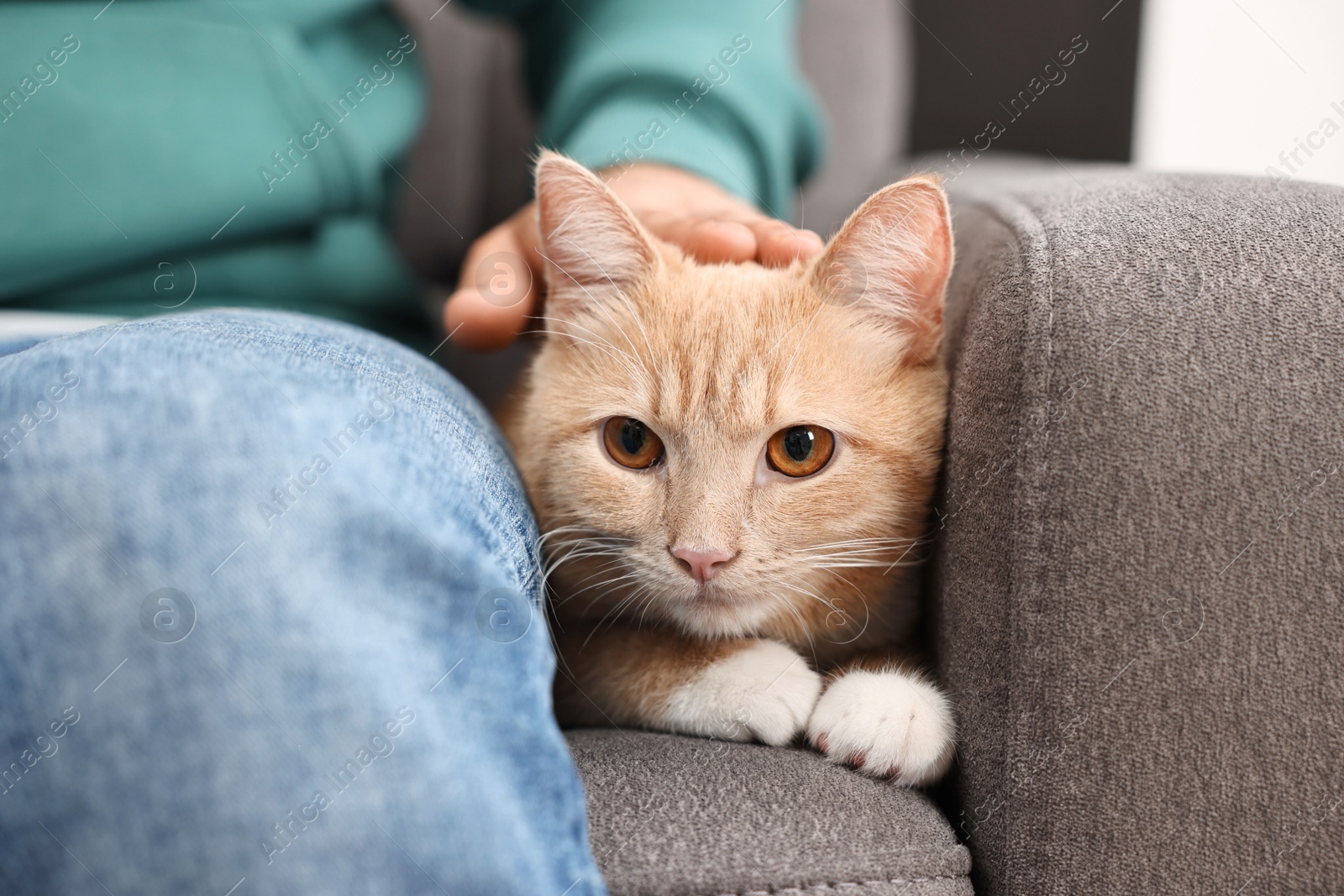 Photo of Man petting cute ginger cat on armchair at home, closeup