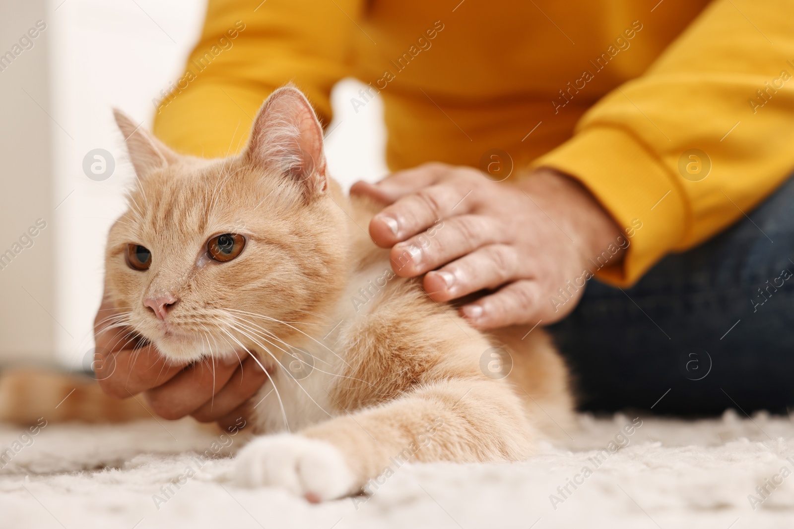 Photo of Man petting cute ginger cat on floor at home, closeup