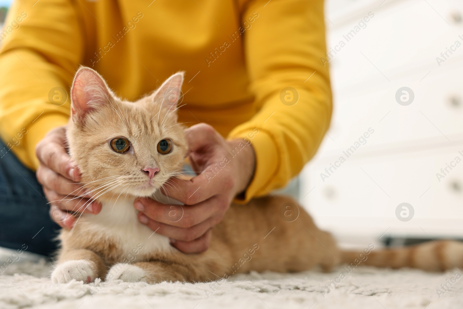 Photo of Man petting cute ginger cat on floor at home, closeup