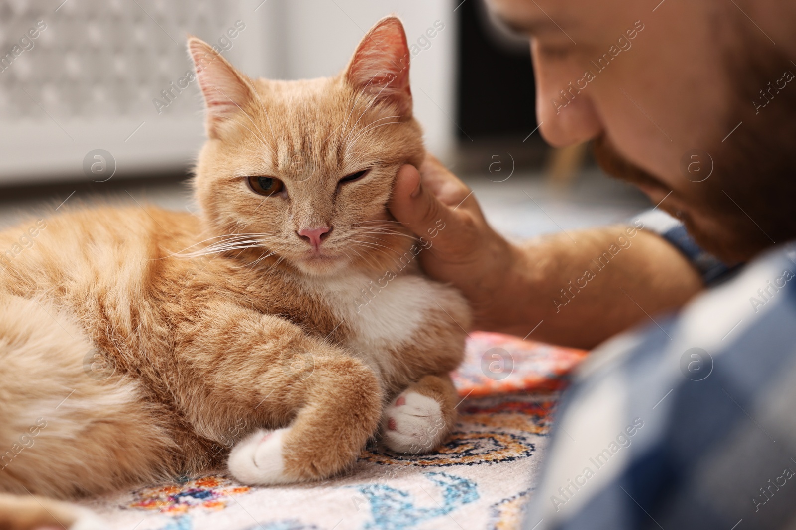 Photo of Man petting cute ginger cat on floor at home, closeup