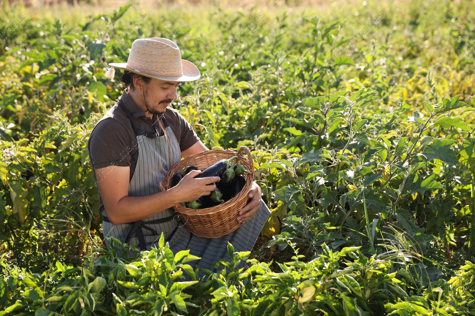 Photo of Farmer harvesting ripe eggplants in field on sunny day