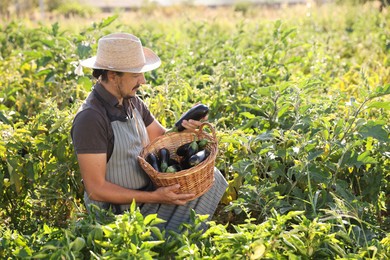 Farmer harvesting ripe eggplants in field on sunny day