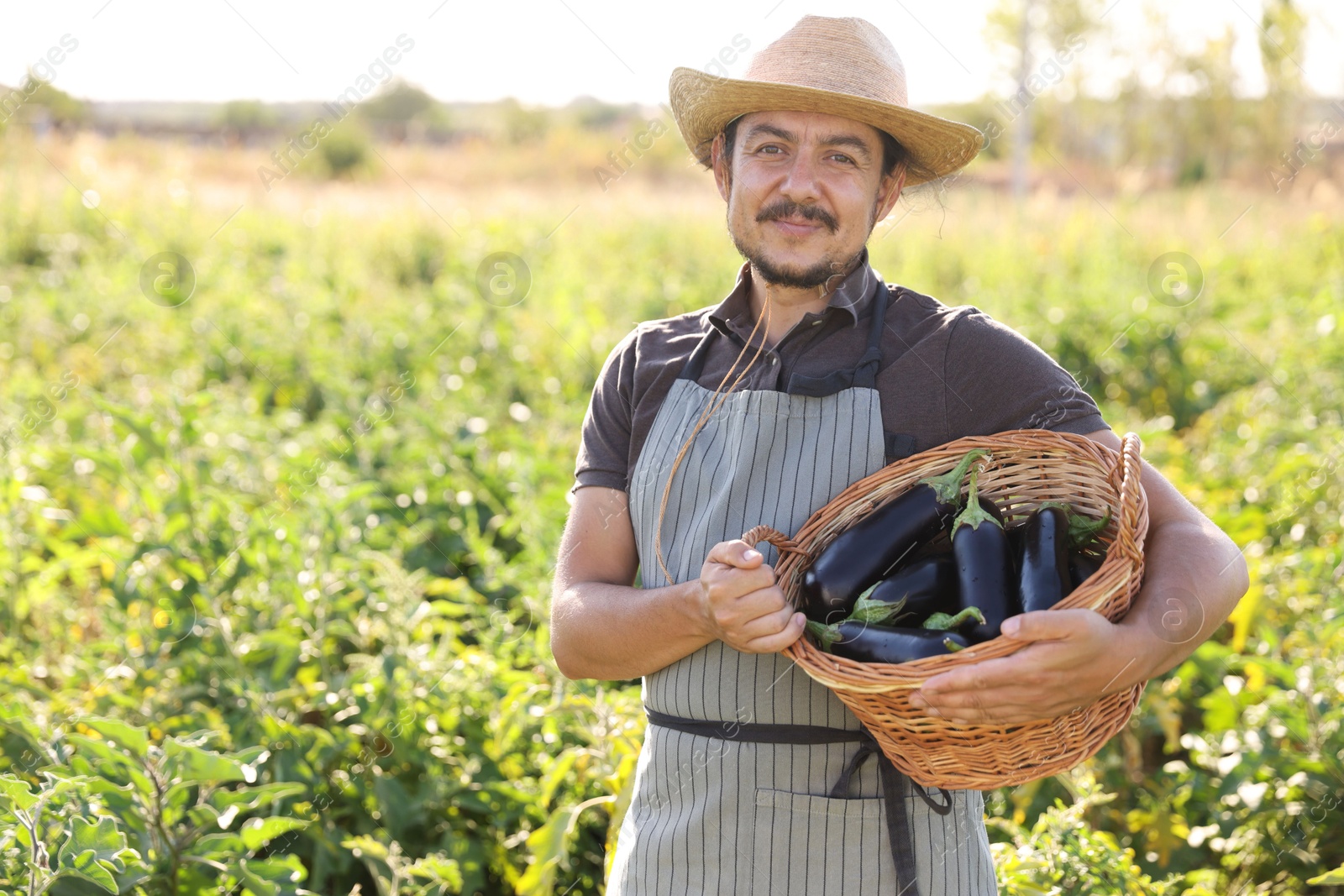 Photo of Harvesting season. Farmer holding wicker basket with eggplants in field on sunny day, space for text