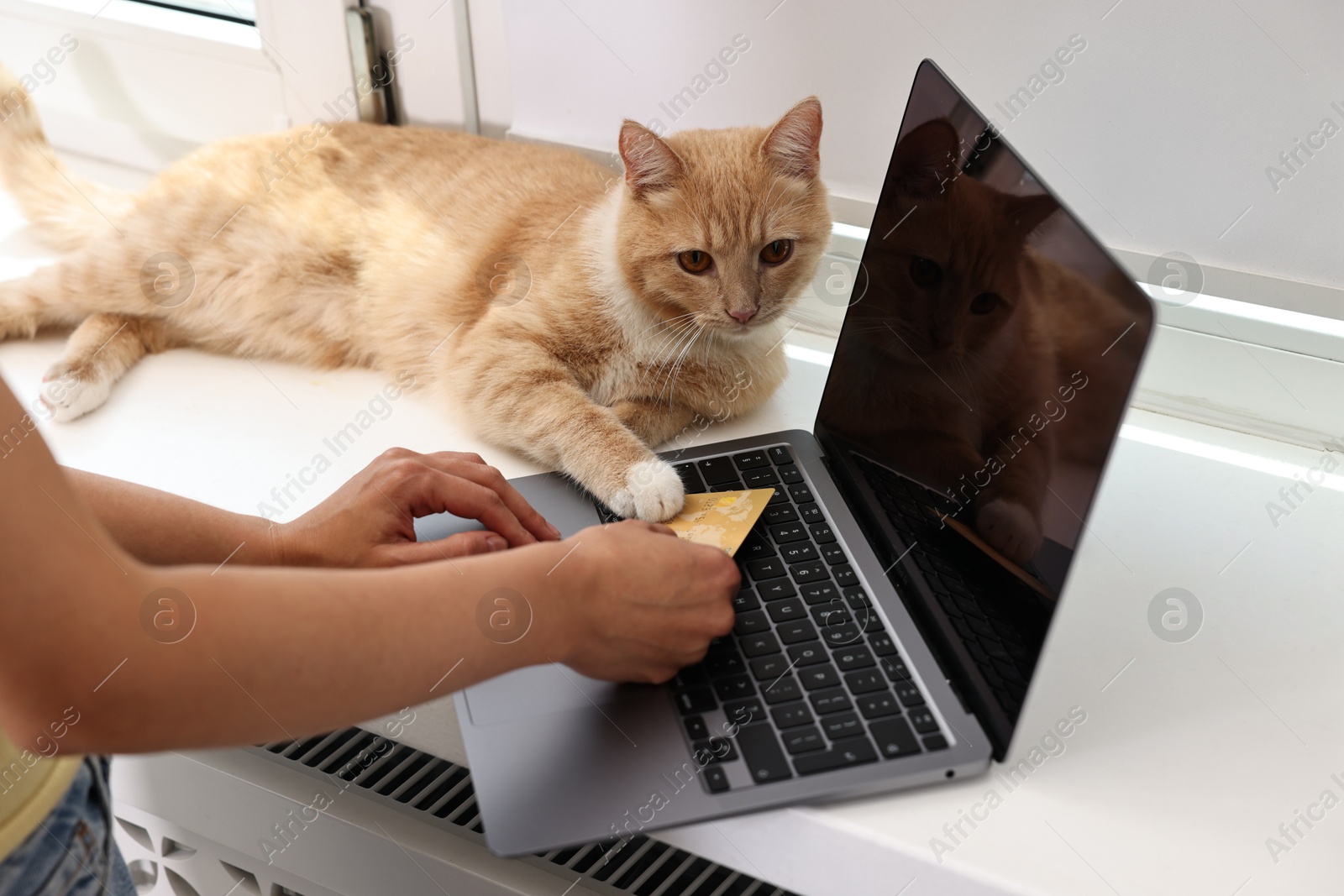 Photo of Online pet shop. Woman with laptop, credit card and cute cat making order at home, closeup