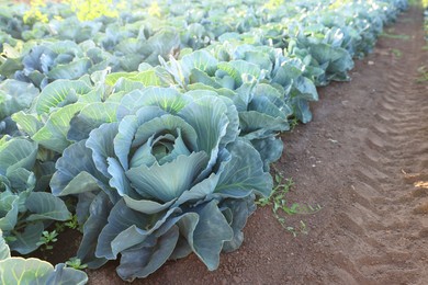 Photo of Green cabbages growing in field on sunny day