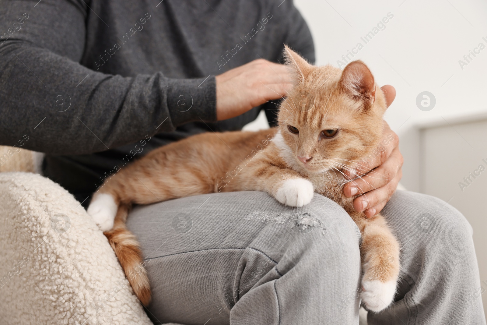 Photo of Man petting cute ginger cat on sofa at home, closeup