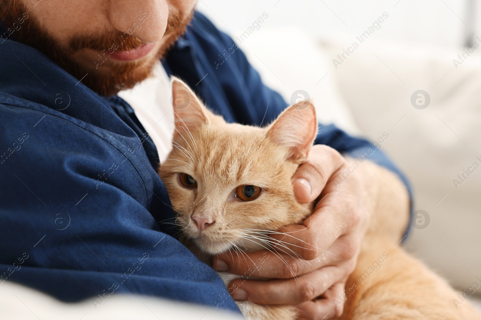 Photo of Man petting cute ginger cat on sofa at home, closeup