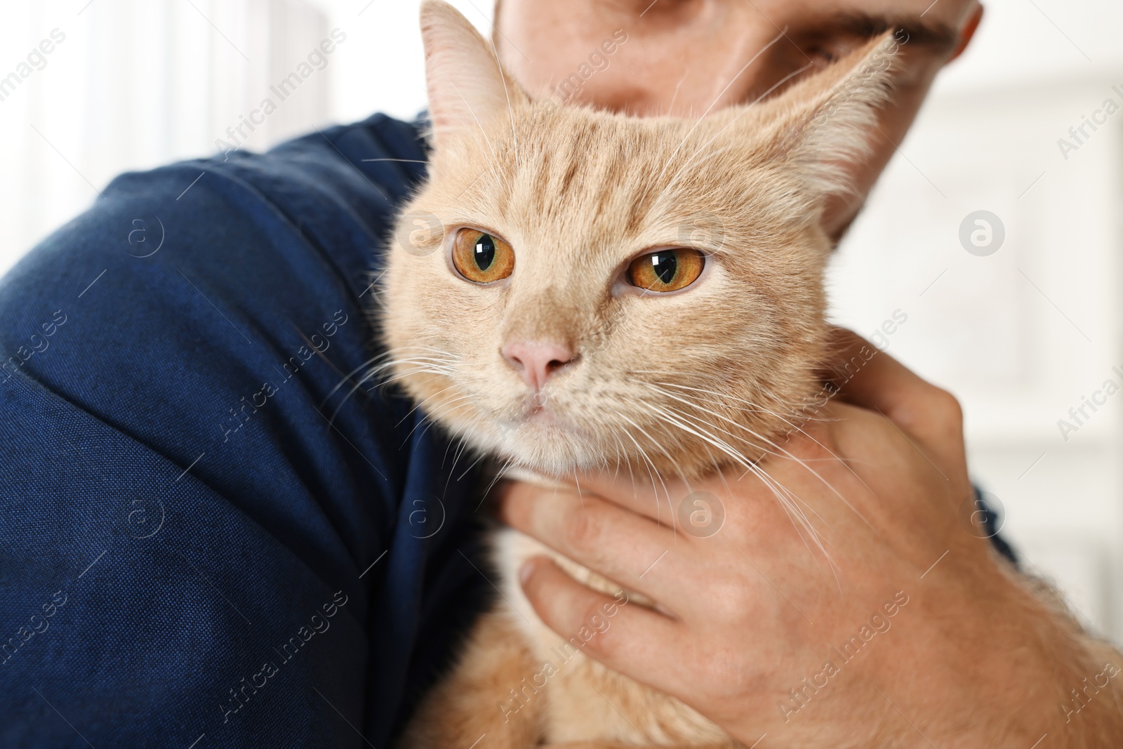 Photo of Man petting cute ginger cat at home, closeup