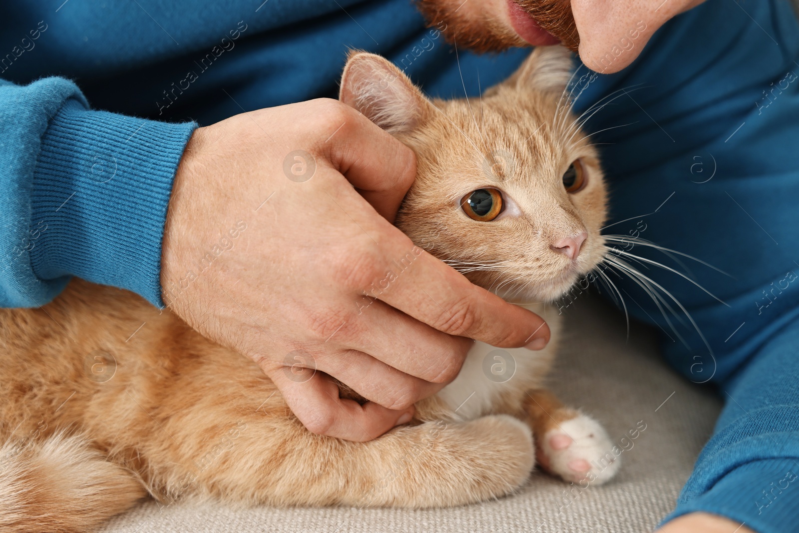 Photo of Man petting cute ginger cat on sofa at home, closeup