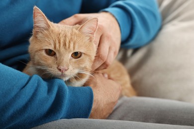 Man petting cute ginger cat on sofa at home, closeup