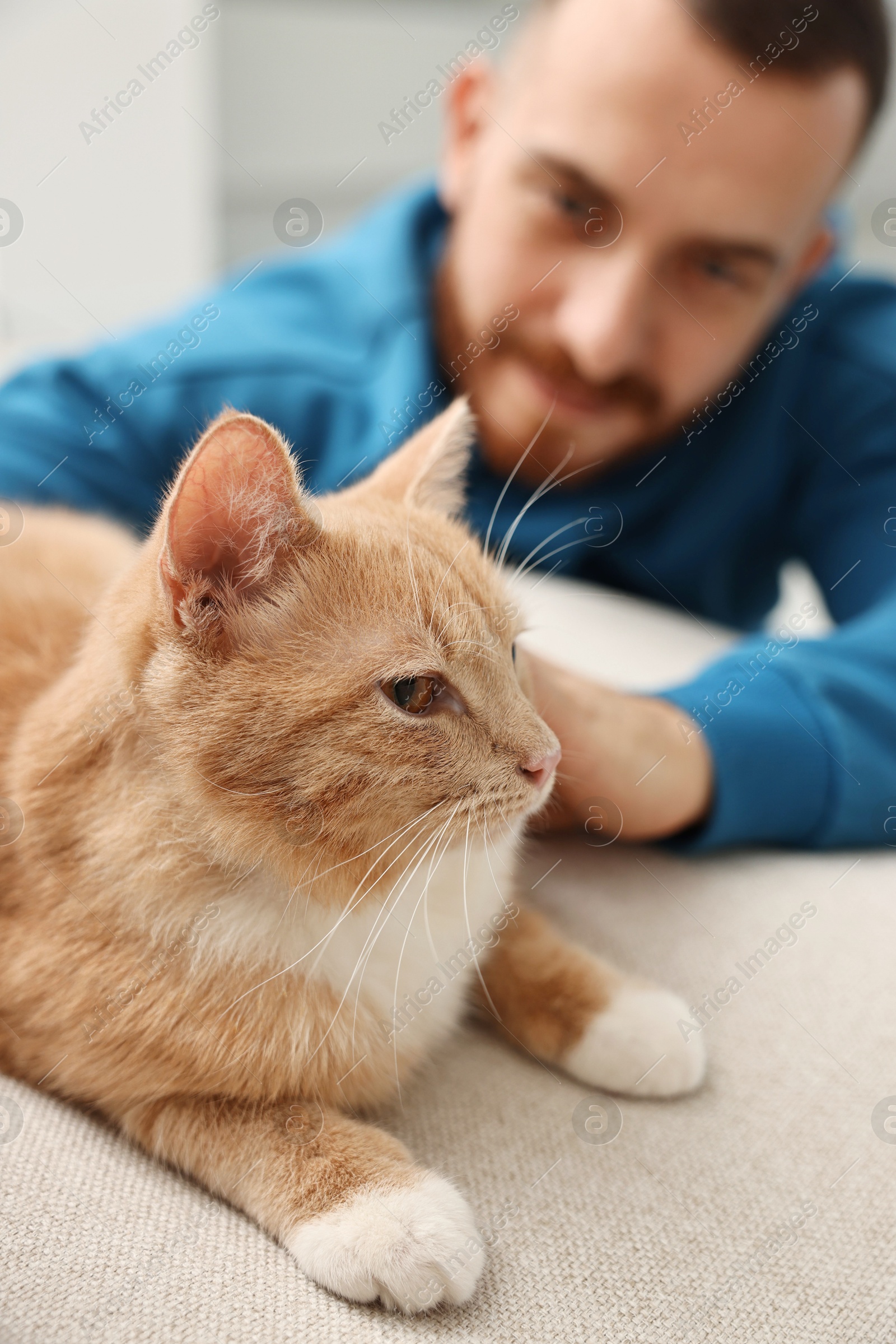 Photo of Man petting cute ginger cat on sofa at home, selective focus