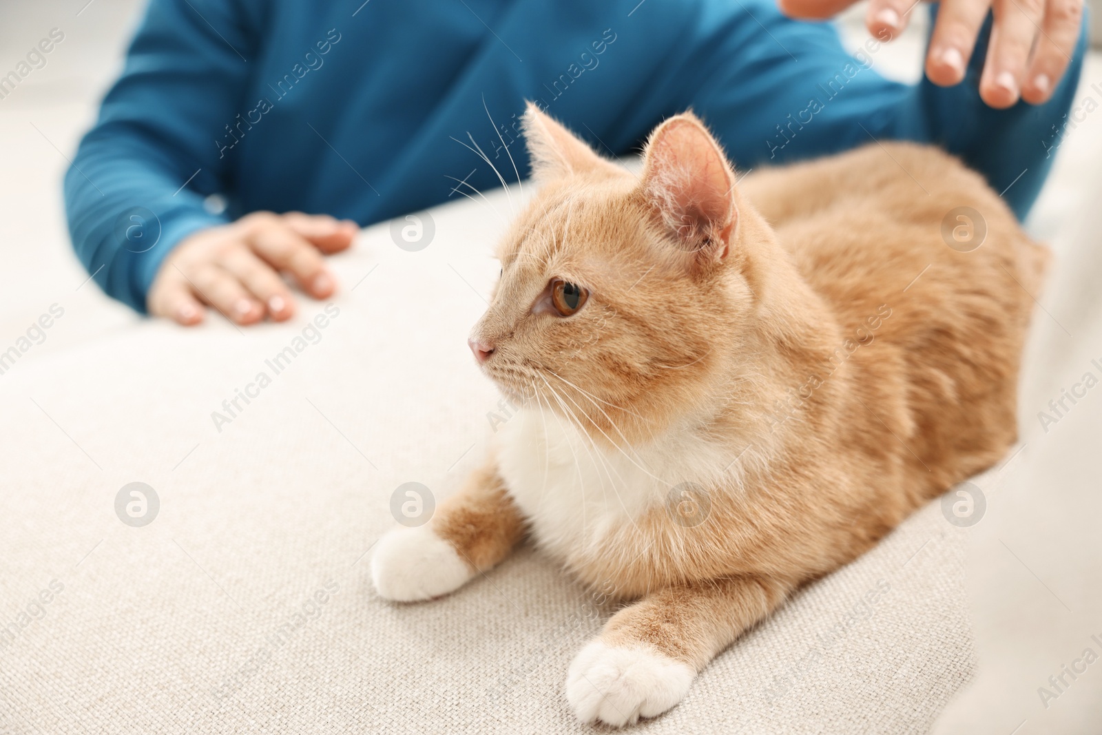 Photo of Man petting cute ginger cat on sofa at home, closeup