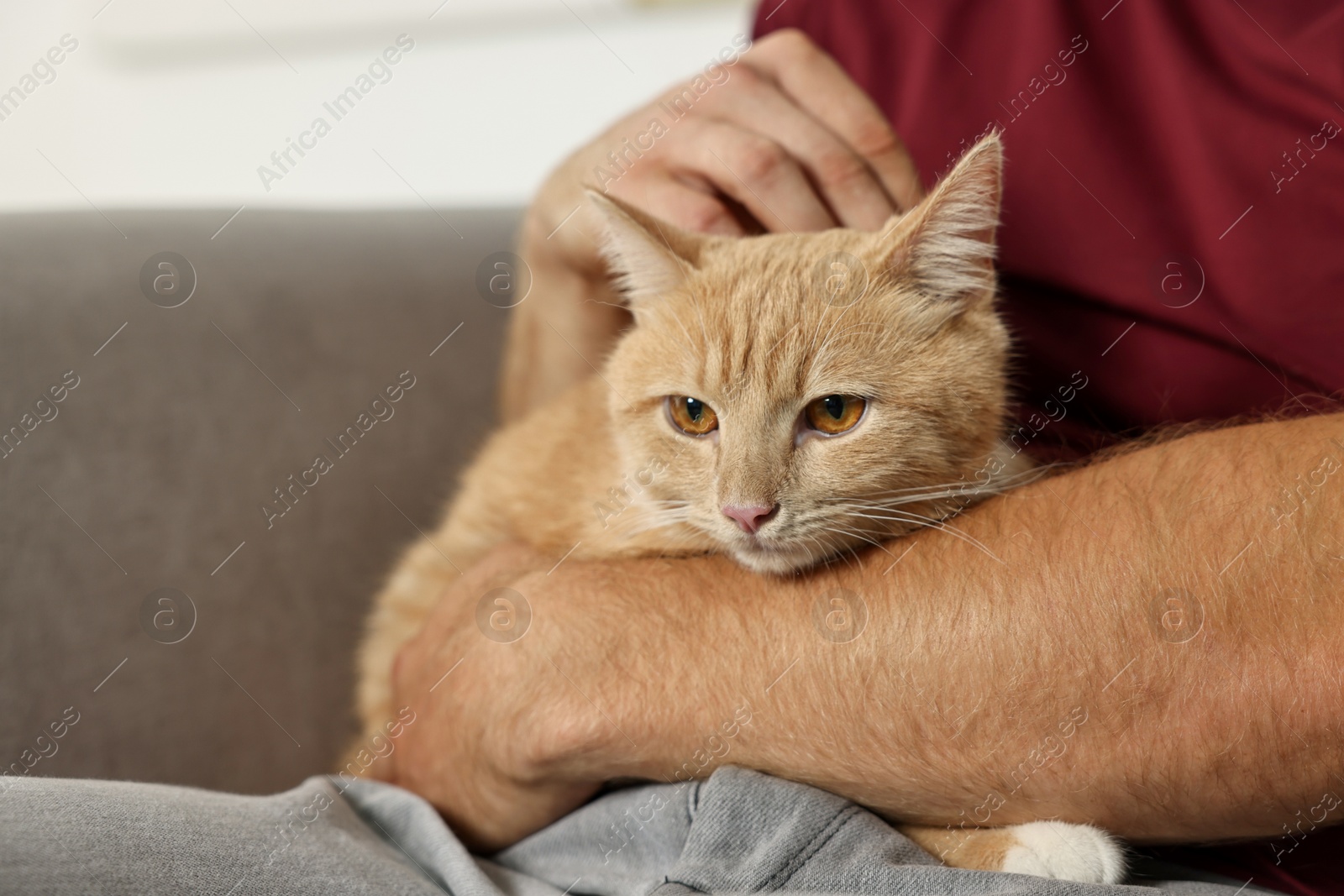 Photo of Man petting cute ginger cat on armchair at home, closeup. Space for text