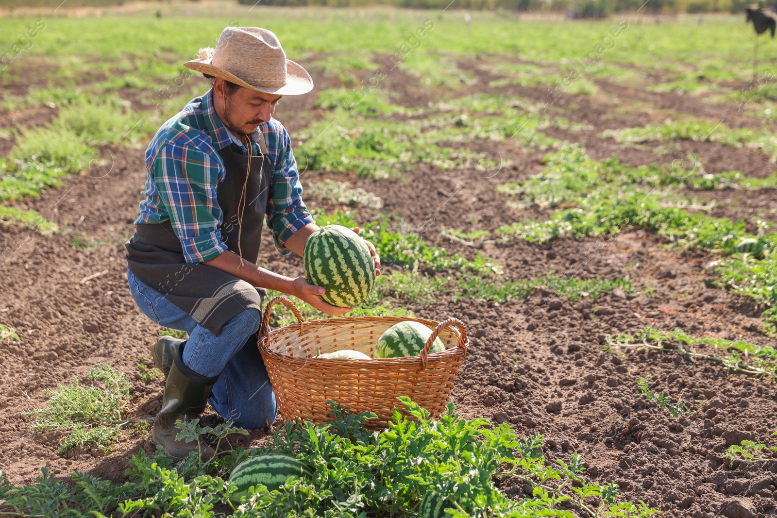 Photo of Man picking ripe watermelons in field on sunny day