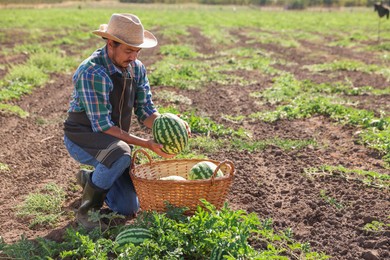 Photo of Man picking ripe watermelons in field on sunny day