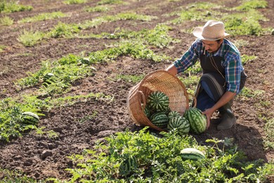 Photo of Man picking ripe watermelons in field on sunny day