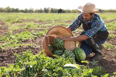 Man picking ripe watermelons in field on sunny day