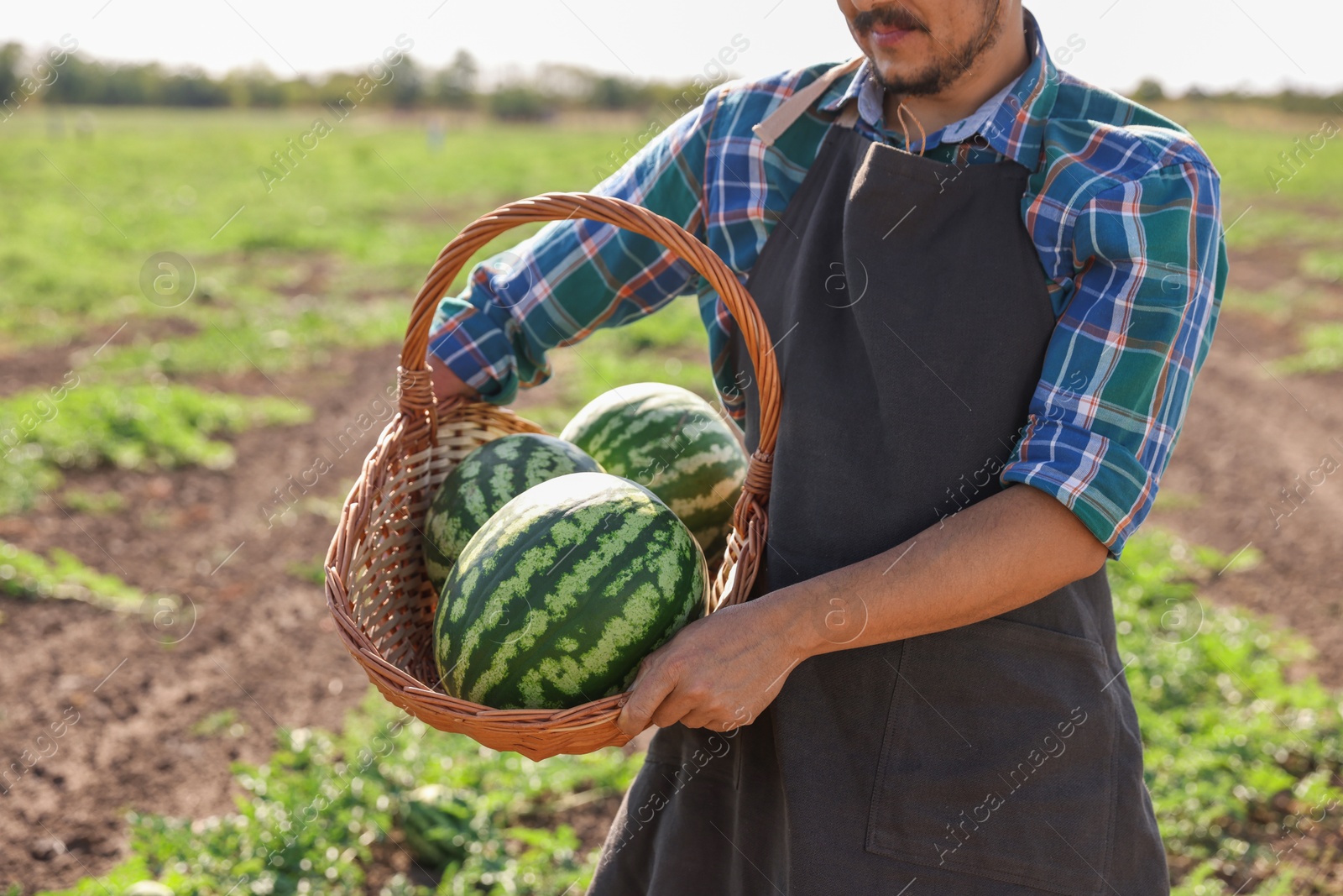 Photo of Man holding wicker basket with ripe watermelons in field, closeup