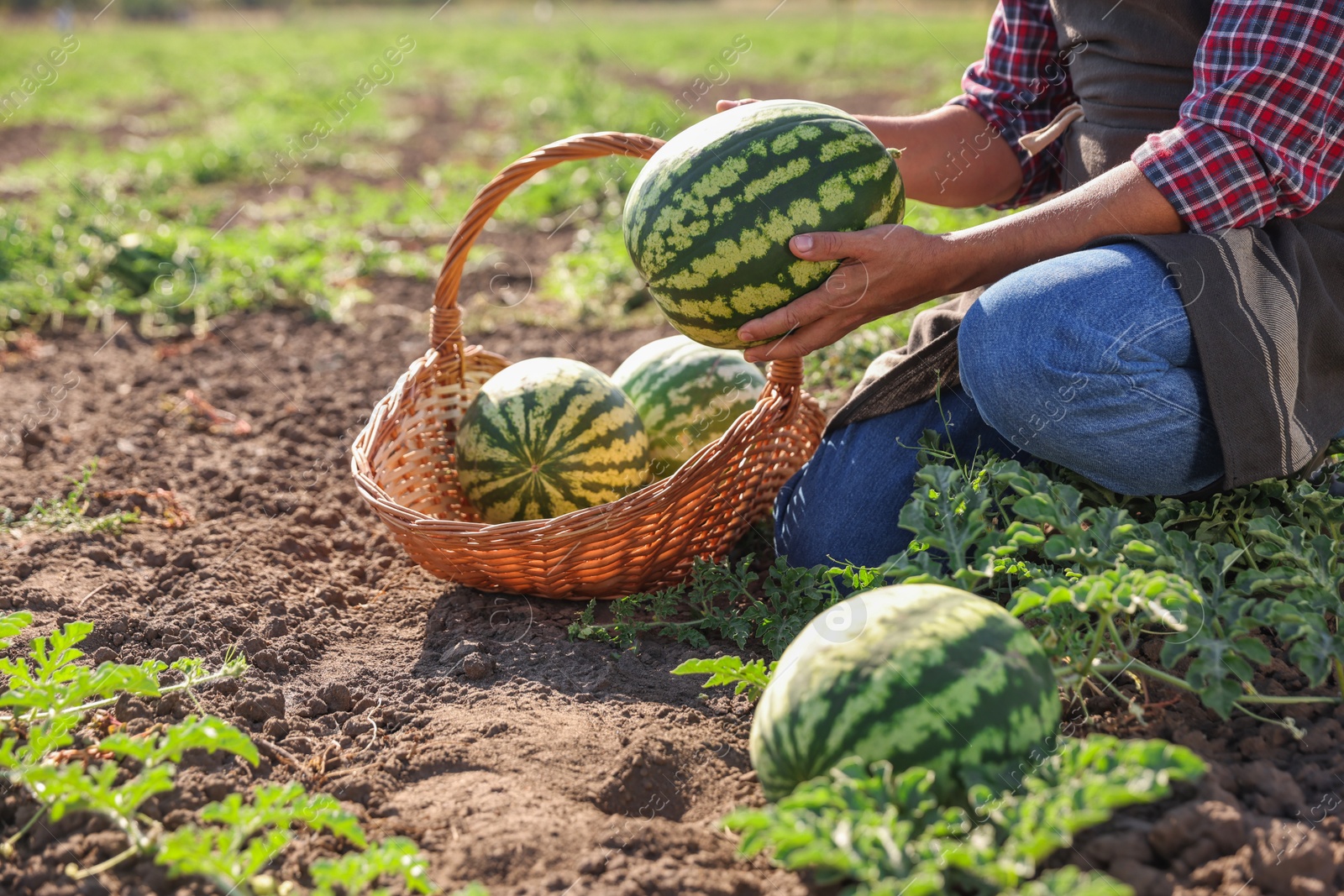 Photo of Man picking ripe watermelons in field on sunny day, closeup