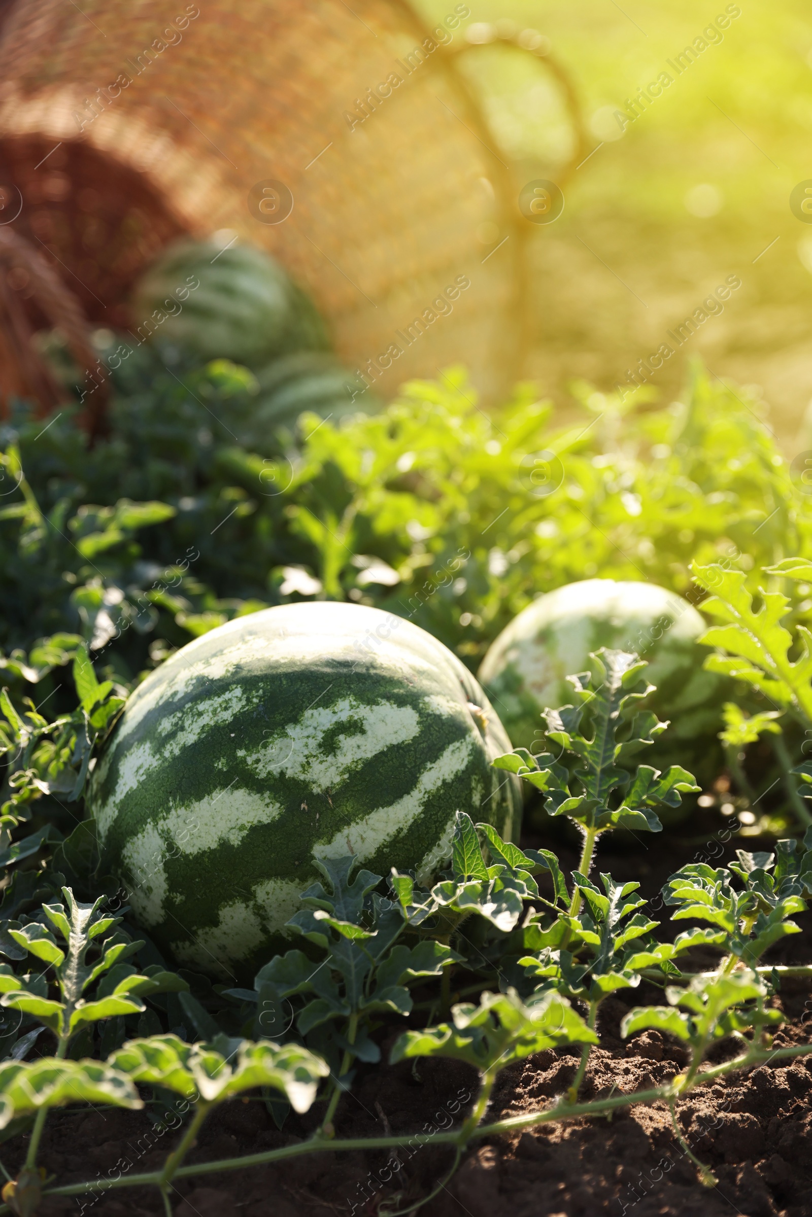 Photo of Ripe watermelons growing in field on sunny day