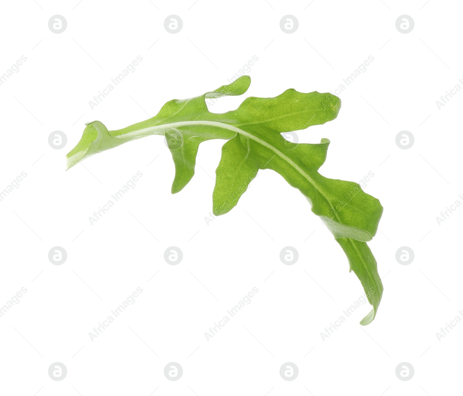 Photo of One fresh arugula leaf isolated on white