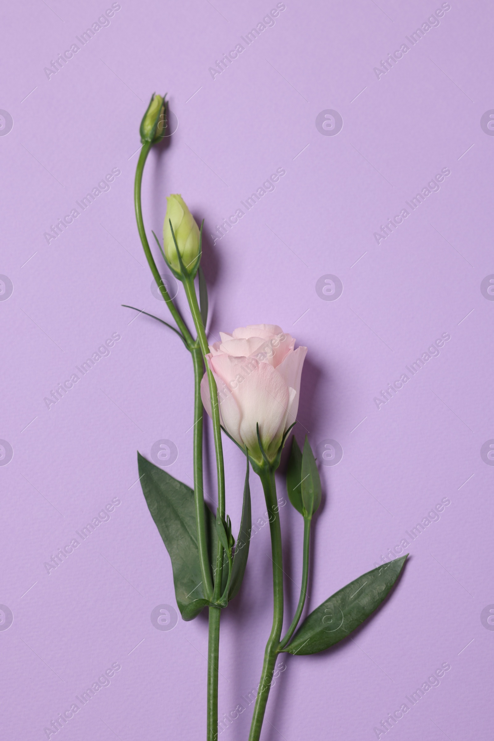 Photo of Beautiful eustoma flower on violet background, top view