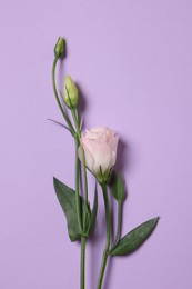 Beautiful eustoma flower on violet background, top view