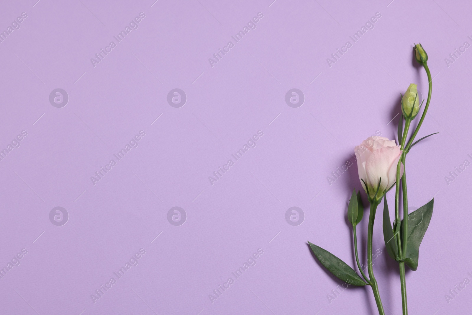 Photo of Beautiful eustoma flower on violet background, top view. Space for text