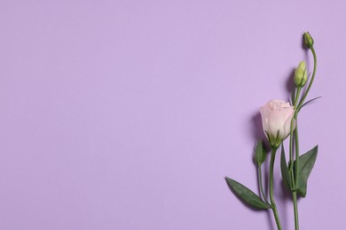 Beautiful eustoma flower on violet background, top view. Space for text