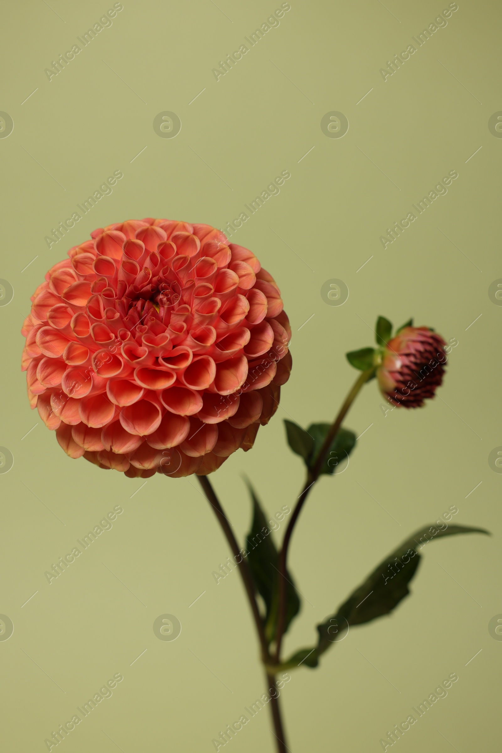 Photo of One beautiful dahlia flower on green background, closeup