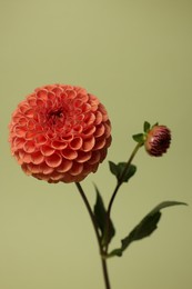 One beautiful dahlia flower on green background, closeup