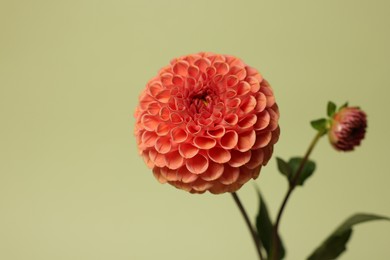 Beautiful dahlia flower on green background, closeup