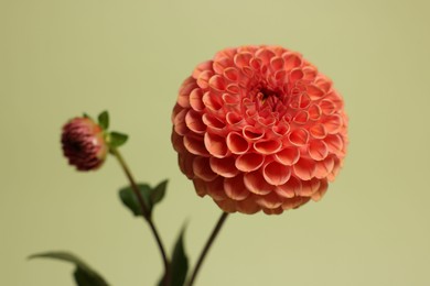 Photo of Beautiful dahlia flower on green background, closeup