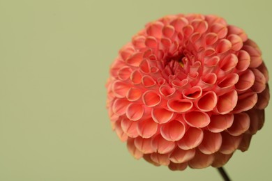 Photo of Beautiful dahlia flower on green background, closeup